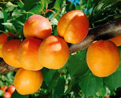 Абрикос Чемпион Севера (ОКС)