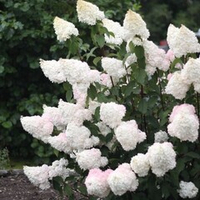 Гортензия метельчатая Ванилла Фрайз штамб 110-120 см Закупка М32 Июнь 2026