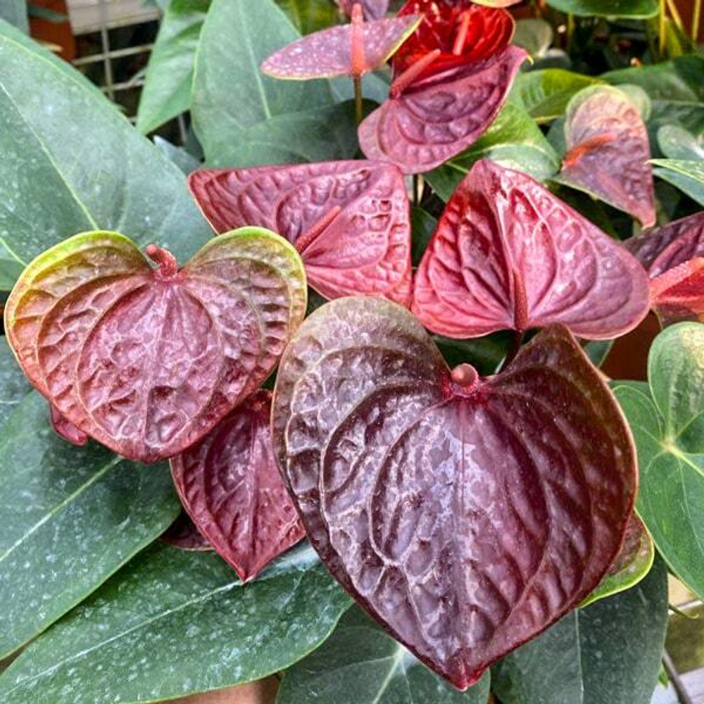 Антуриум Андрэ ESSENCIA