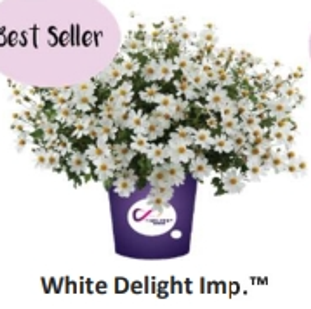 ЕВРО Биденс White Delight Imp укорененный ЕВРО черенок НАЧАЛО ЯНВАРЯ поставка 5