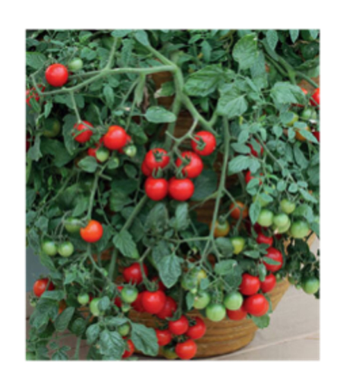 Рябиновые бусы