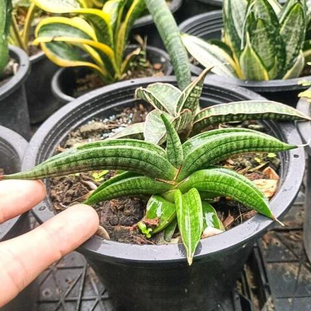 Сансевиерия PATENS DWARF