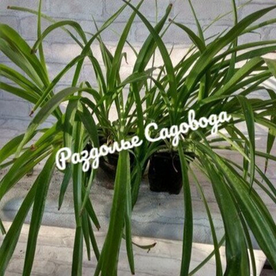 Хлорофитум хохлатый