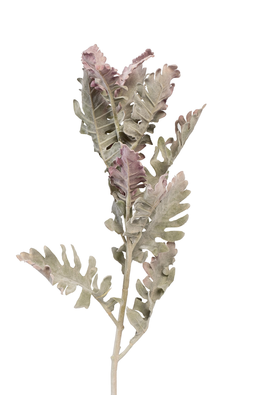 Цинерария 76см(24) Garda Decor