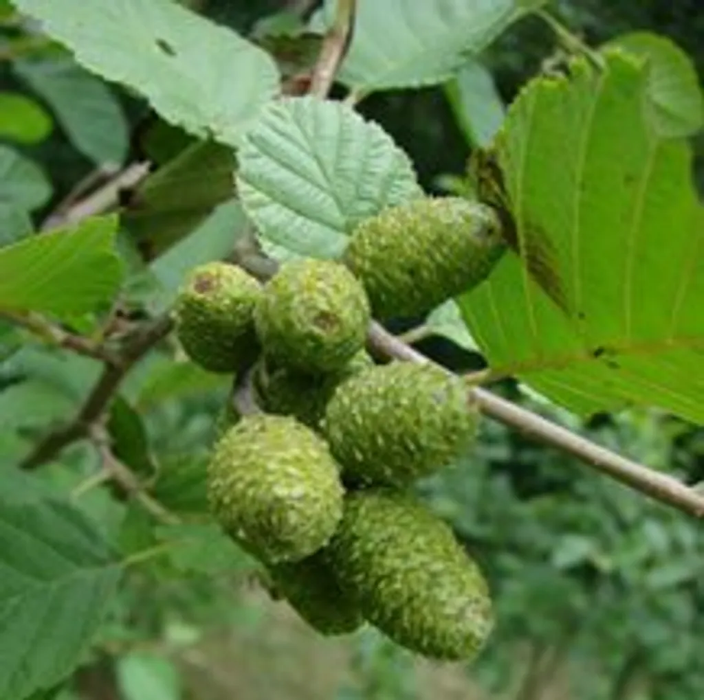 Ольха (соплодия)