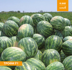 Трофи F1 семена арбуза (Nunhems / Нюнемс)
