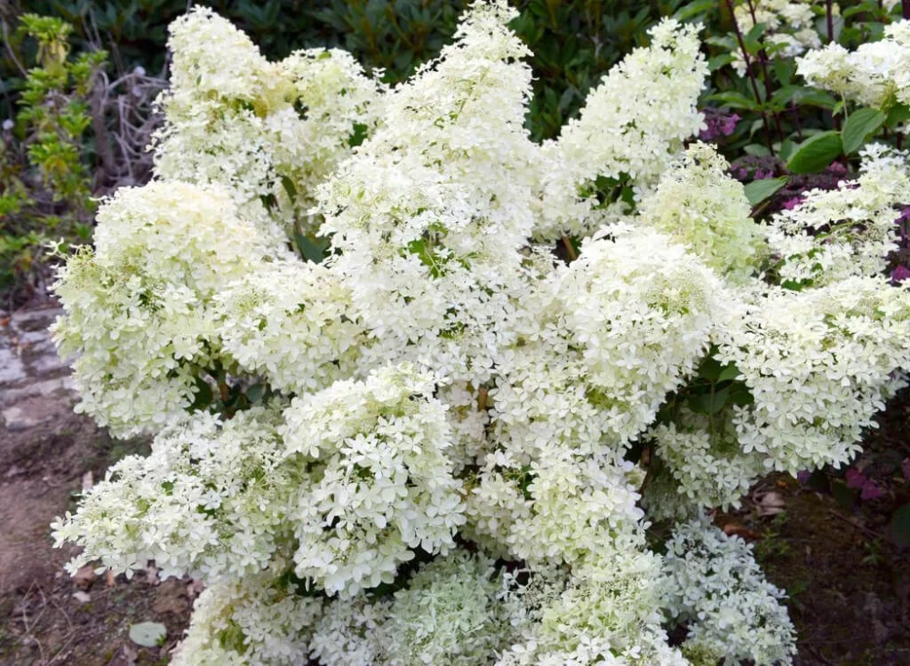 Гортензия метельчатая Дентель де Горрон(2/3 ветки) Закупка М59 апрель 2026