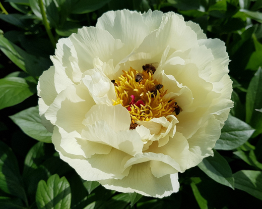 Пион Ванилла Шнапс Закупка М81 октябрь 2026