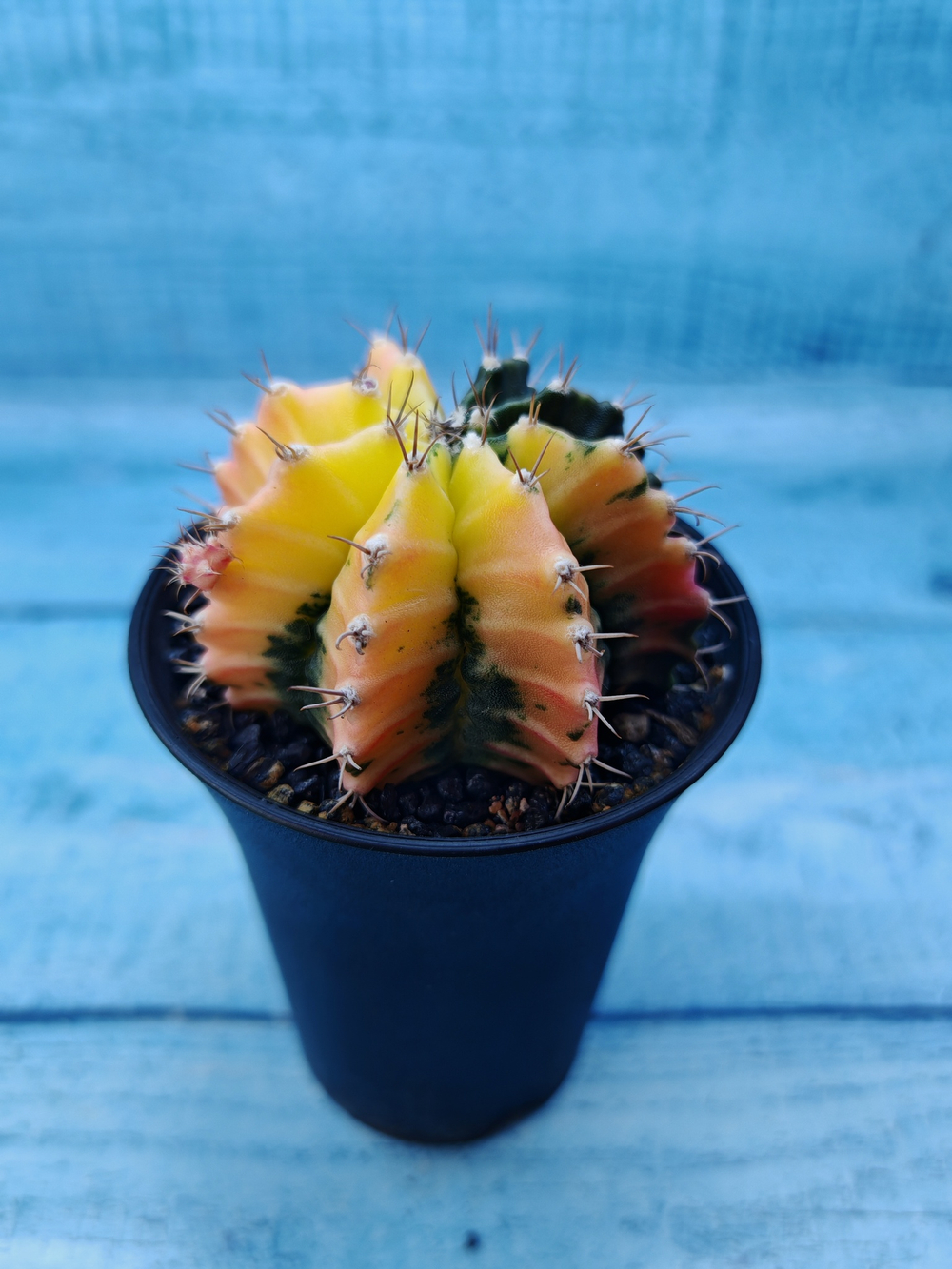 Gymnocalycium Variegata (Гимнокалициум Вариегатный)