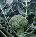 Айронмен F1 семена капусты брокколи (Seminis / Семинис)