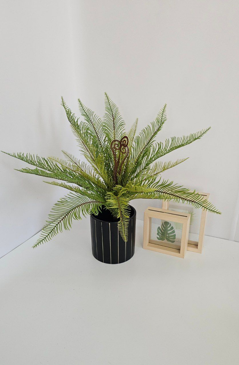 Папоротник Блехнум / Арт 6388