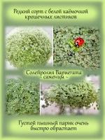 Солейролия Вариегата комнатная ряска