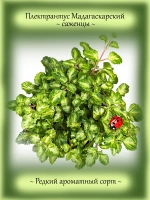 Плектрантус Мадагаскарский ароматный