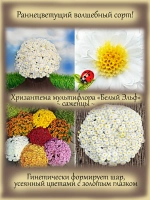 Хризантема Белый Эльф мультифлора