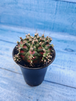 Gymnocalycium T-Rex Pink hybrid (Гимнокалициум T-rex)