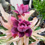 Адениум вар AMETHIST