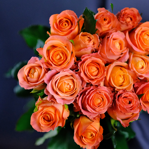Купить Розы оранжевые Clarence от 7шт