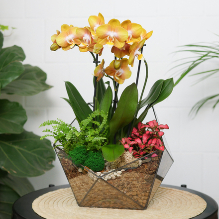 Готовый флорариум с орхидеей Голден Икос L