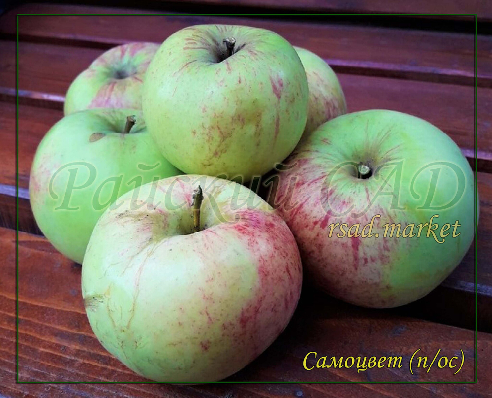 Яблоня Самоцвет