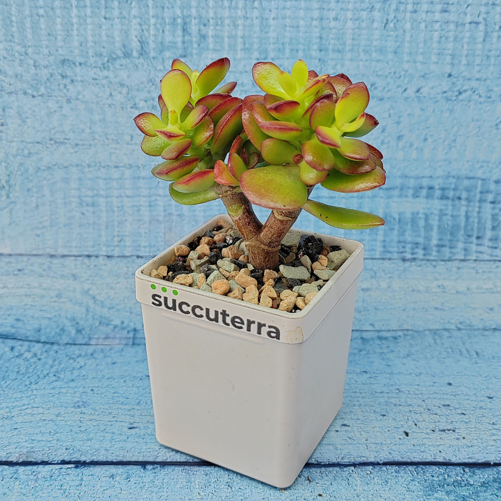 Crassula Minor Crosby's compact (Крассула)