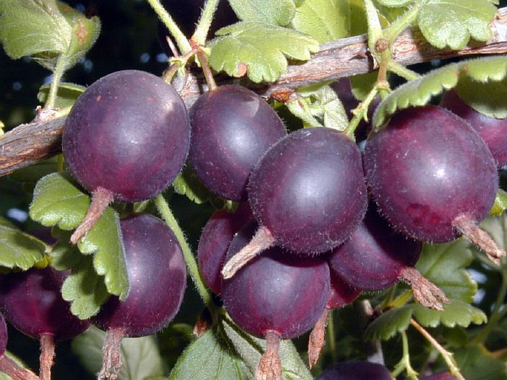 Крыжовник Грушенька (ОКС)