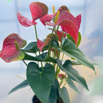 Антуриум Андре BAMBINO