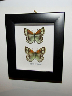 Желтушка Colias christophi пара рамке