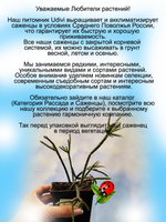 Рипсалис опушеннолистный суккулент ампельный
