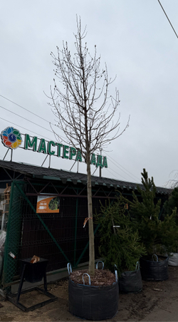 Магнолия «Кобус» (Kobus) 18/20 см , 350-400 см , WBR 60