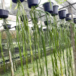 Опиоглоссум O.PENDULUM