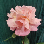 Розовая французская роза 1 шт.