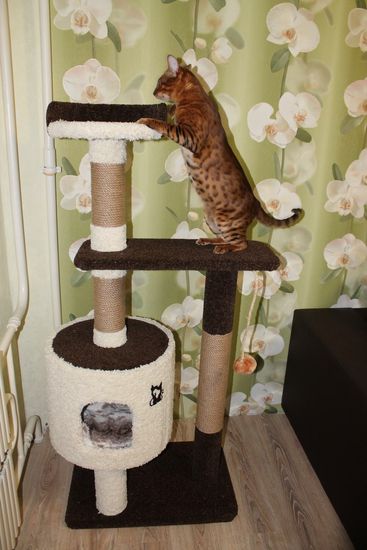 Дом для кота Д-2