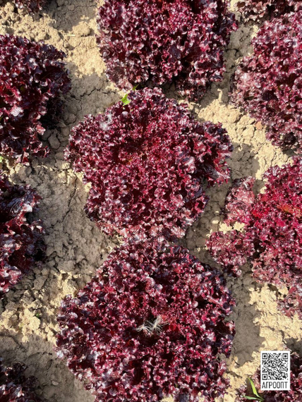 ОРБИТАЛ семена салата (Rijk Zwaan | Alexagro) – фото 4