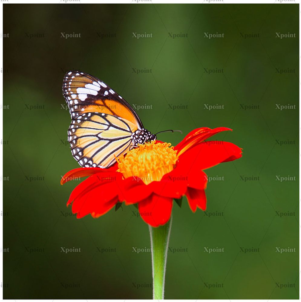 Микровелюр Xpoint 0066.01 Цветок и бабочка