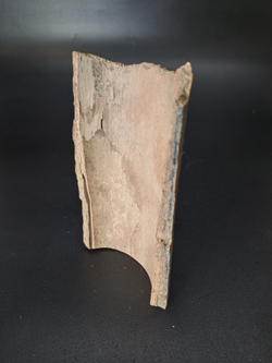 Бивень мамонта для коллекции и поделок