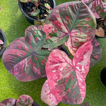 Каладиум PHETCHABUN