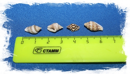 Ракушки Насса, 0,8-2см, 400гр, 1800шт