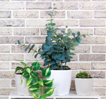 Кашпо АНФА 6,0л D220мм H=200мм вставка V=3,8л и автополив, с индикатором уровня воды