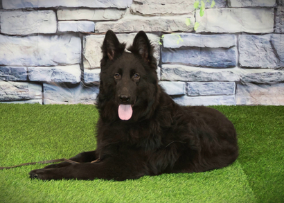 ЕФИМ Из Поместья Боговик - 23.03.2025 д.р.