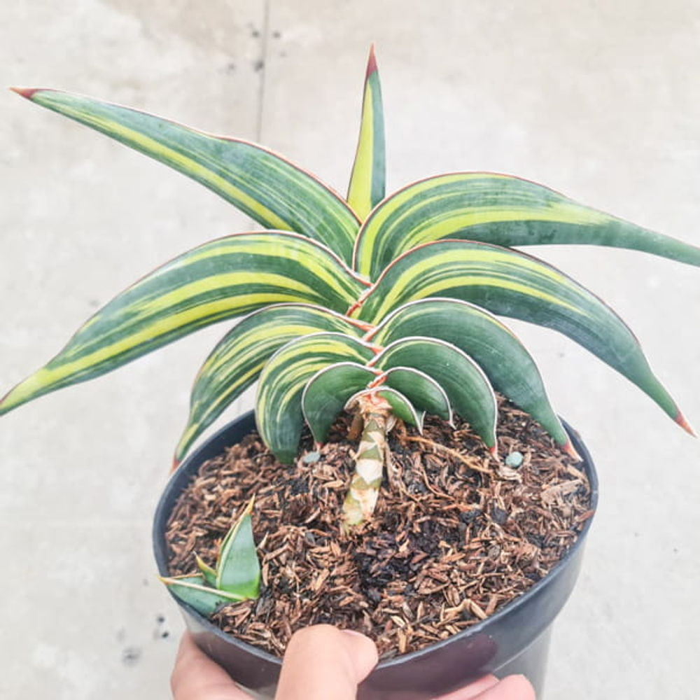 Сансевиерия RORIDA VAR s.L