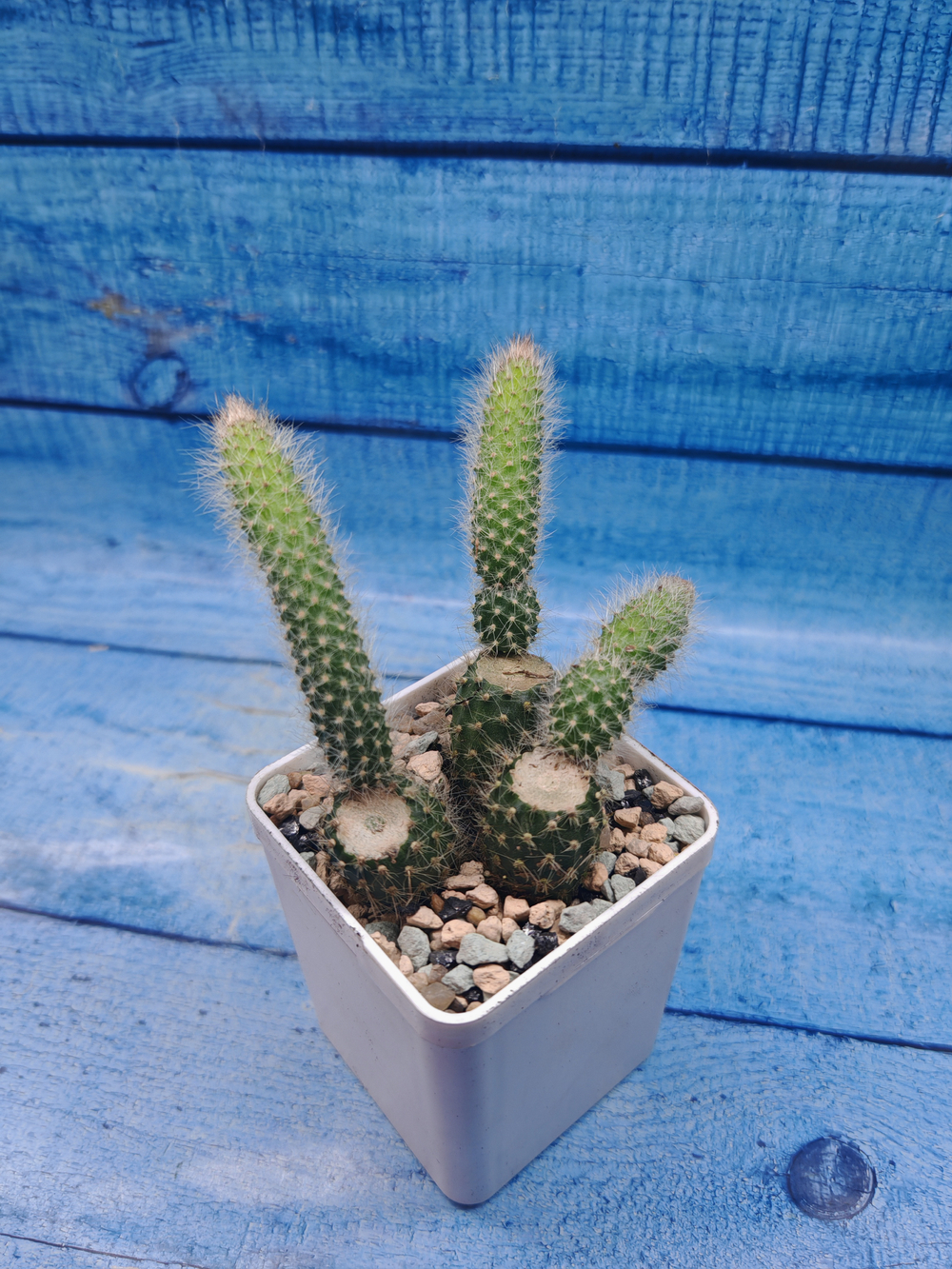 Hildewintera Colademononis (Хильдевинтера)