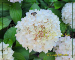 Гортензия метельчатая Пинк Промис- Розовое желание (Hydrangea paniculata `Pinky Promise`)