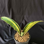Сансевиерия MACROPHYLLA BLUE VAR (S33)