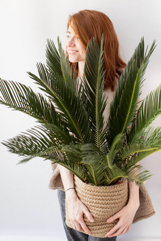 Цикас Революта