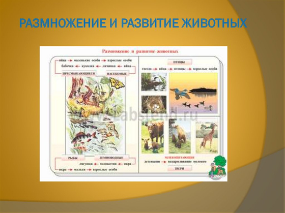 Коллекция "Формы сохранности ископаемых растений и животных"