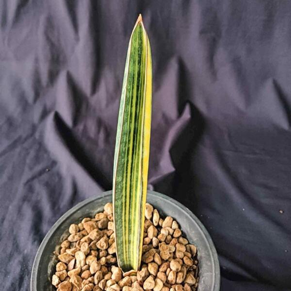 Сансевиерия HALLII BASEBALL BAT VAR