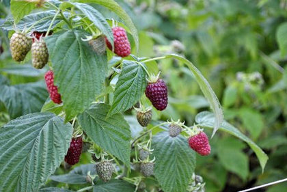 Малина ремонтантная сорт Кримсон найт