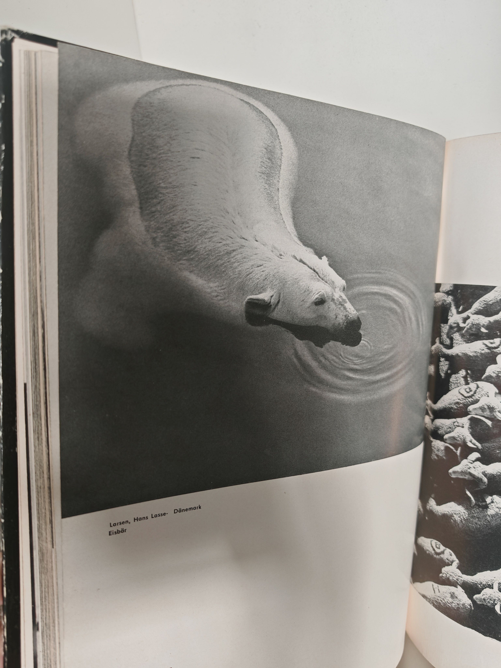 Fotojahrbuch 1963/64