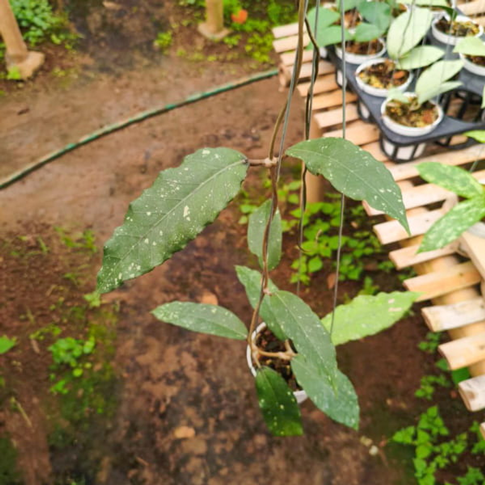 Хойя SP ACEH NEW 01