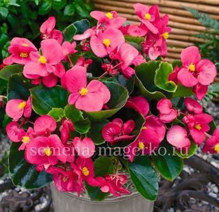 Бегония  вечноцветущая Амбассадор Роуз 100 драже